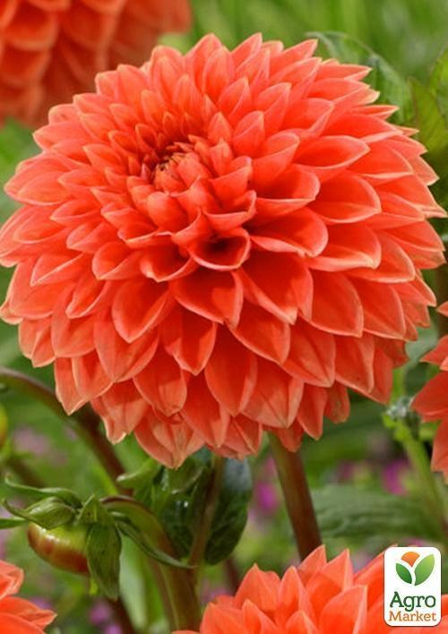 Георгина "Silvie`s Queen" 1шт в упаковке - фото 3