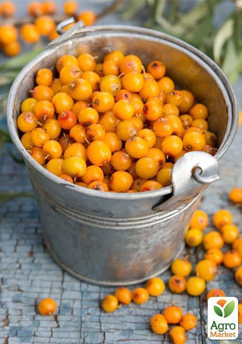 Обліпиха "Чуйська солодка" (хлопчик + дівчинка) комплект 2шт (ранній термін дозрівання) - фото 5