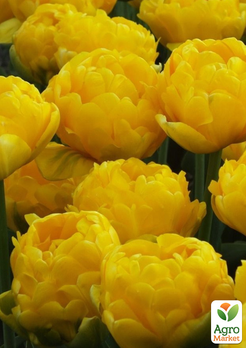 Тюльпан "Yellow Pomponette" 3шт в упаковке