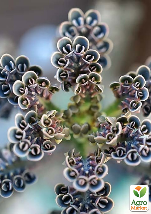 Каланхоэ Трубкоцветное - фото 4