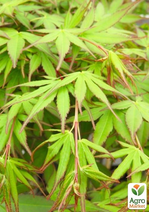 Клен 3-х летний японский пальмолистный "Катсура" (Аcer palmatum Katsura) С3, высота 60-80см - фото 3