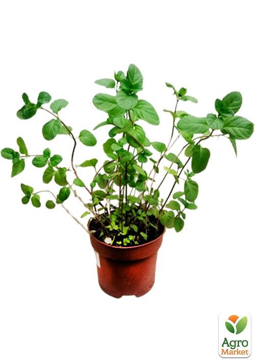 Мята Апельсиновая "Granada" (контейнер Р9) - фото 5