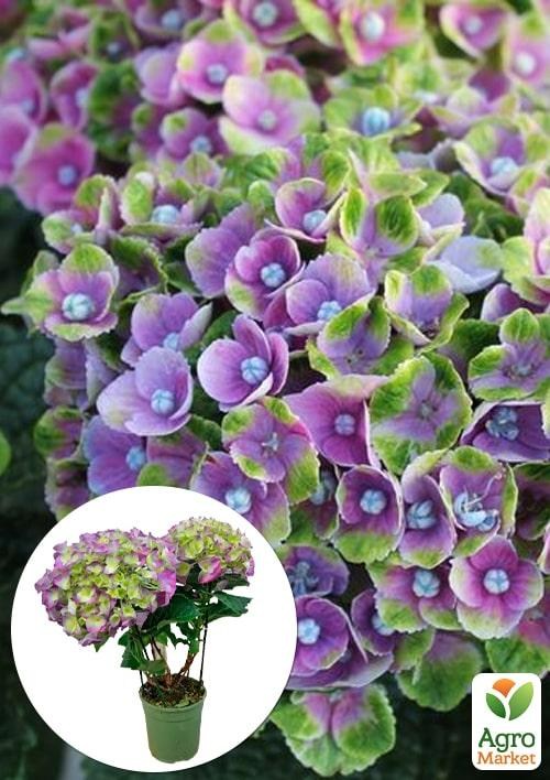 Гортензія крупнолистна 2-х річна "Magical Amethyst" висота саджанця 20-40см