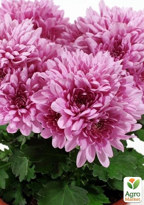 Хризантема кустовая среднецветковая "Dynamic" 