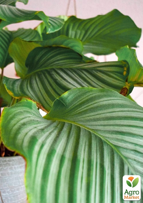 Калатея крупнолистная "Orbifolia" (40-50см) - фото 5
