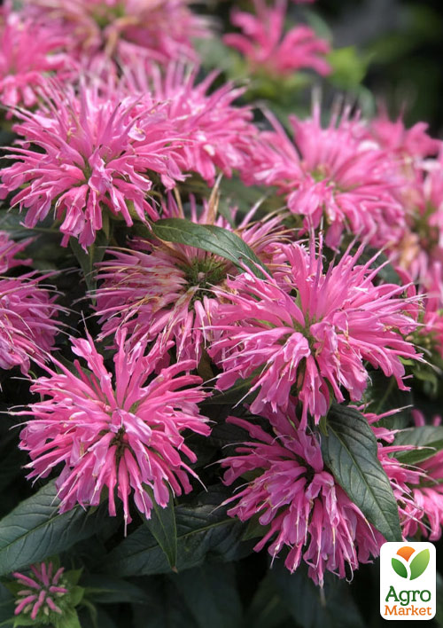 Бергамот (Монарда) "Pardon My Pink"