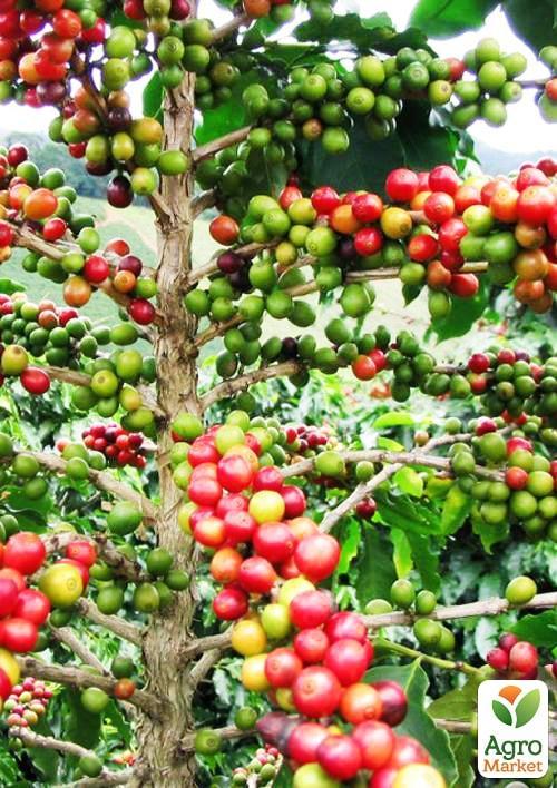 Кофе "Арабика" 