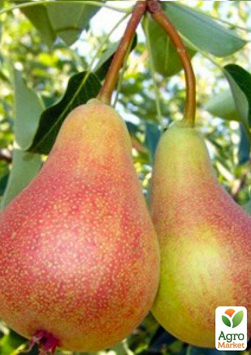 Груша "Весільна" (літній сорт, ранній термін дозрівання) - фото 6