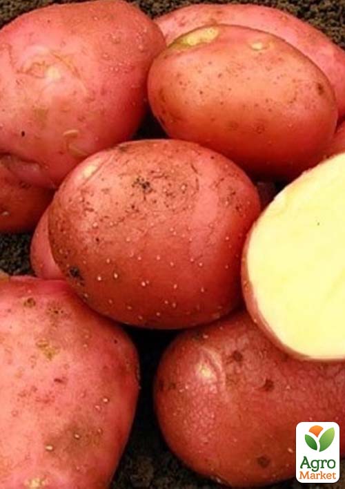 Картофель "Белла Росса" семенной ультраранний (1 репродукция) 10кг