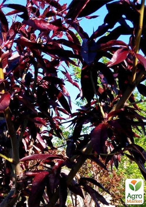 Нектарин краснолистный (поздний срок созревания) - фото 4