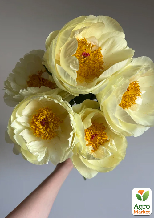 Пион крупноцветковый "Lemon Chiffon" (сложный межвидовый гибрид)