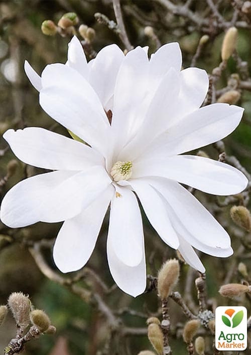 Магнолия 4-х летняя "Stellata" (высота 80-110см) - фото 3