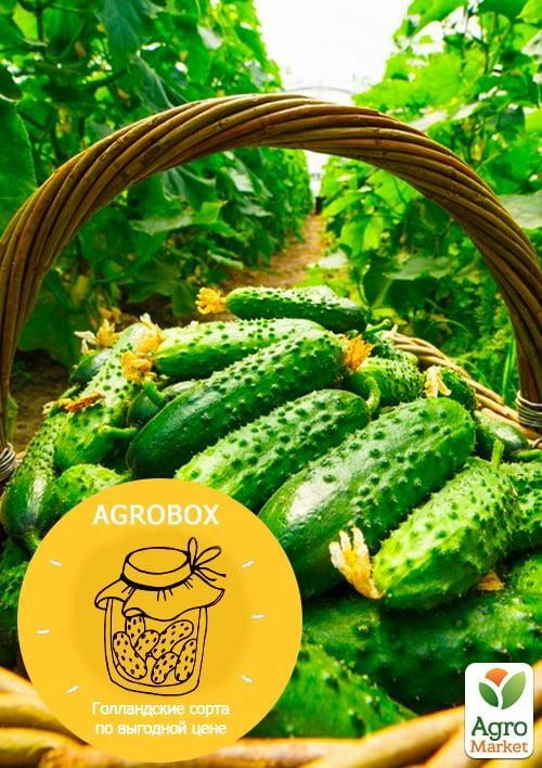 AGROBOX "Огурец" 5 голландских сортов (50 пакетов)