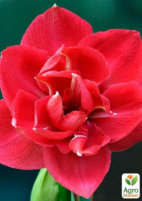 Амариліс "Diva" (розмір 26/28, дуже великий) 1шт в упаковці