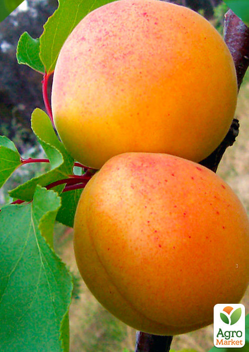 Абрикос "Робада" (летний сорт, ранний срок созревания)