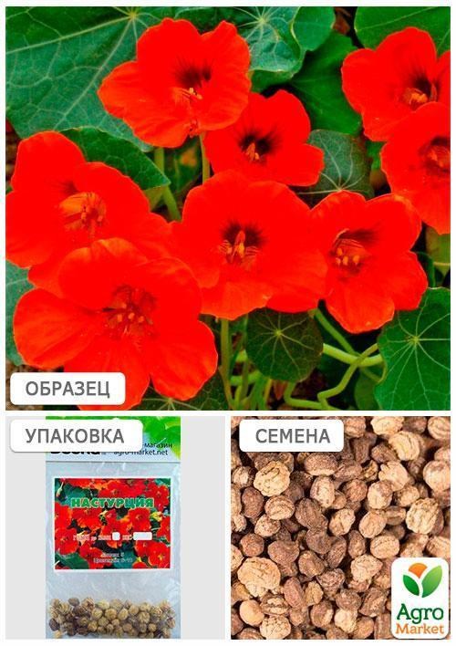 Настурція низькоросла червона (Зипер) ТМ "Весна" 2г - фото 4