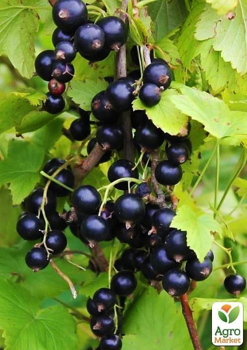 Смородина чёрная "Тибен" (Tiben) (среднепоздний срок созревания, один из самых популярных сортов) - фото 2