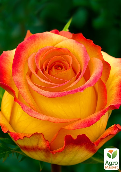 Роза чайно-гибридная "Амбианс" (саженец класса АА+) высший сорт