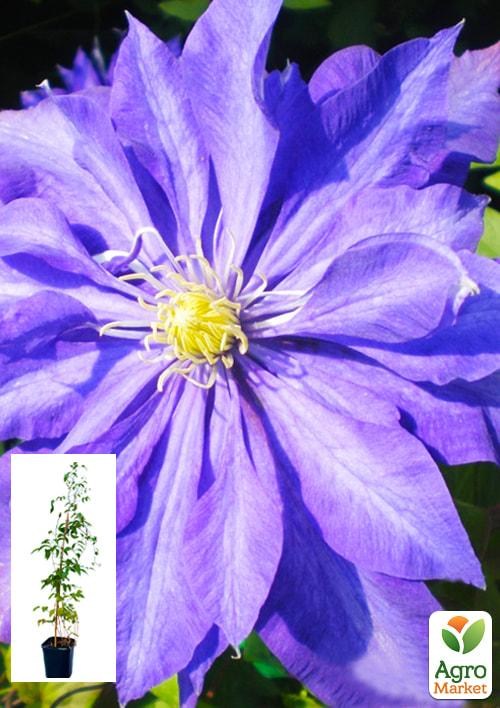 Клематис 3-х річний "Daniel Deronda" С2