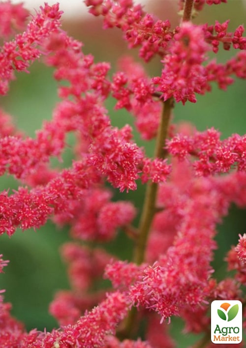 Астильба "Fanal"  - фото 3