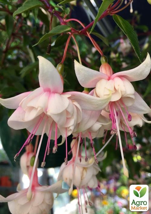 Фуксия ампельная "Harry Gray" (контейнер № 10, высота 5-10 см) - фото 2