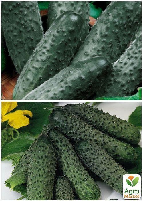 На развес Огурец "Круиз F1" ТМ "Весна" цена за 4г - фото 3