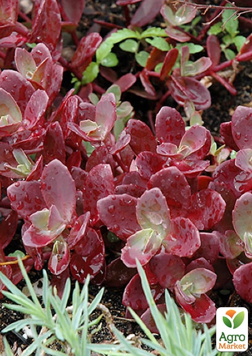 Очиток многостебельный Эверса "Минор" (Sedum ewersi) - фото 2