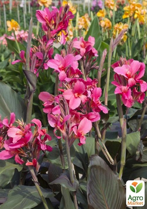 Канна "Saladin" - фото 2