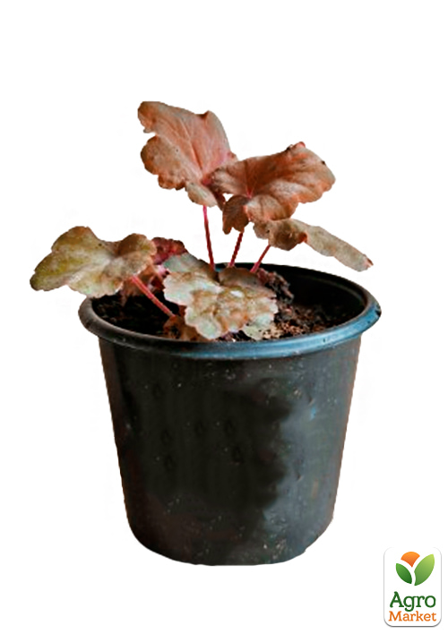 Гейхера (Heuchera) "Apricot"