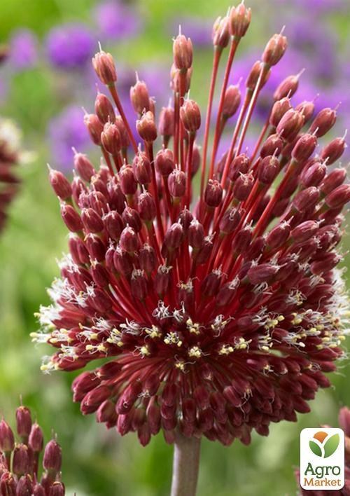 Алліум "Red Mohican" (розмір 10/12 великий) 1шт в упаковці - фото 3