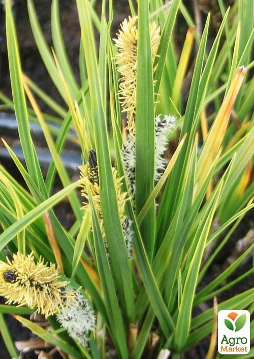 Осока темная Пестролистная