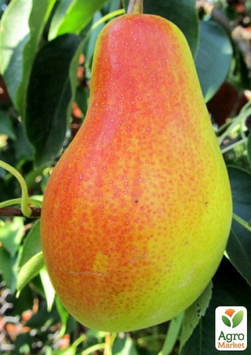 Груша "Парижанка" (осенний сорт, средний срок созревания)