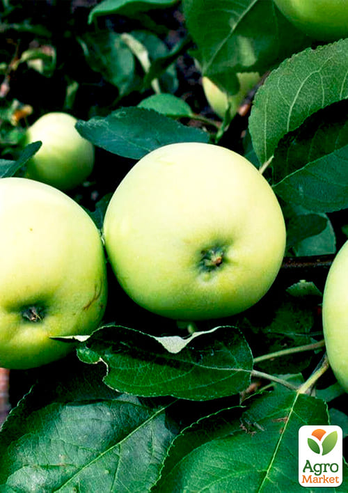Яблоня "Белый налив" (летний сорт, ранний срок созревания) - фото 4