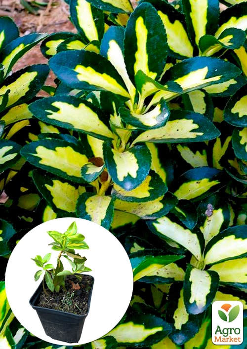 Бересклет Форчун "Sunspot"