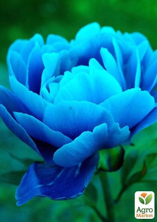 Півонія "Синій шедевр" ТМ "Vesna Exclusive" 3шт - фото 4