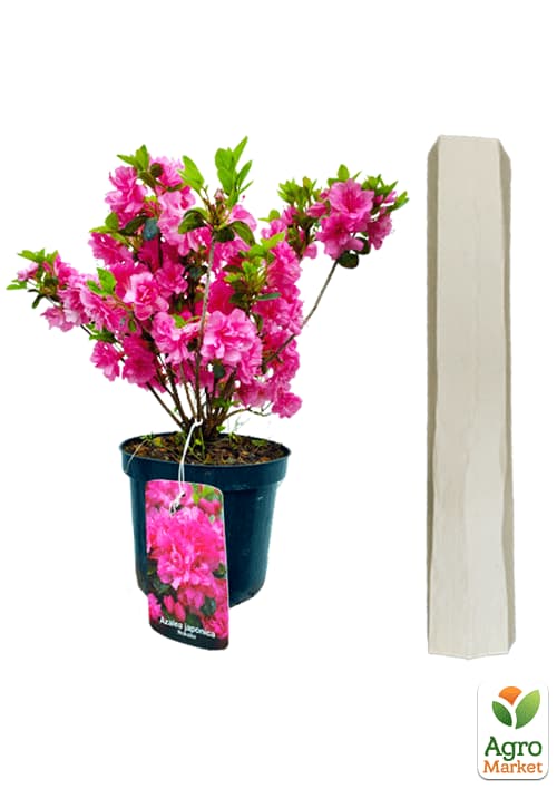 Рододендрон азалиевидный (Azalea  japonica) "Rokoko" C1, высота 30-50см