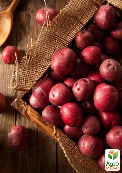 Картопля "Белла Росса" насіннєва ультрарання (1 репродукція) 1кг - фото 5