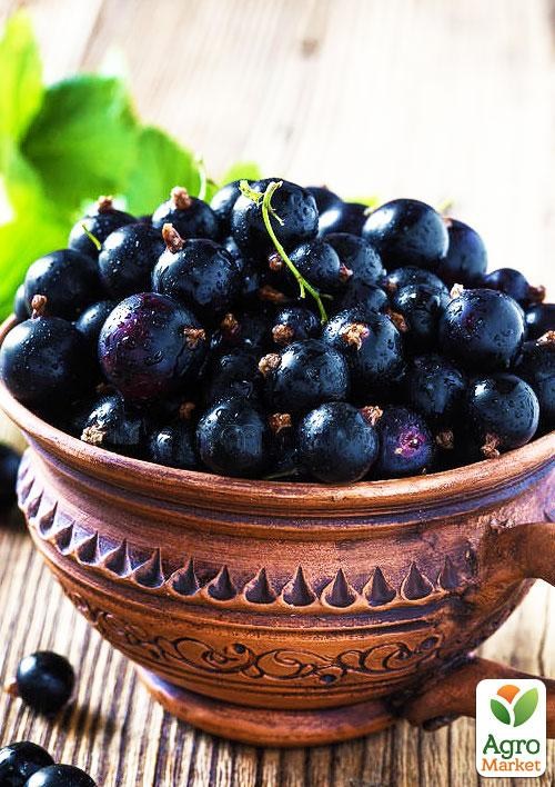 Смородина чёрная "Юбилейная Копаня" (средне-поздний срок созревания) - фото 2