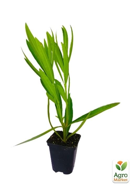 Олеандр белый "White Lady" - фото 2