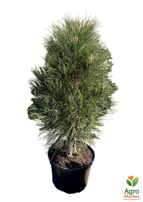 Сосна чорна "Green Tower" (ком/сітка), висота 90-120см - фото 5