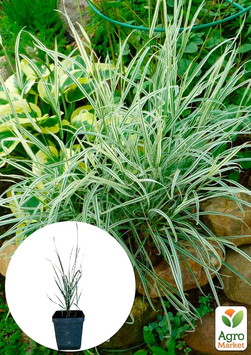 Райграс бульбоносный Arrhenatherum bulbosum (многолетний декоративный злак) - фото 3