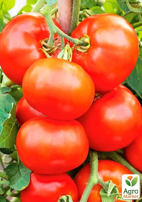 Томат "Аризона" ТМ "Весна" 0.1г - фото 2