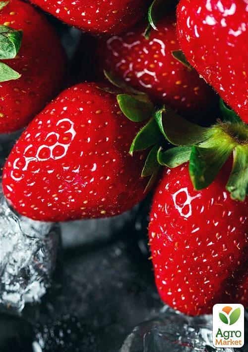Полуниця "Монтерей" (Monterey)  (ремонтантний високоврожайний сорт) - фото 9