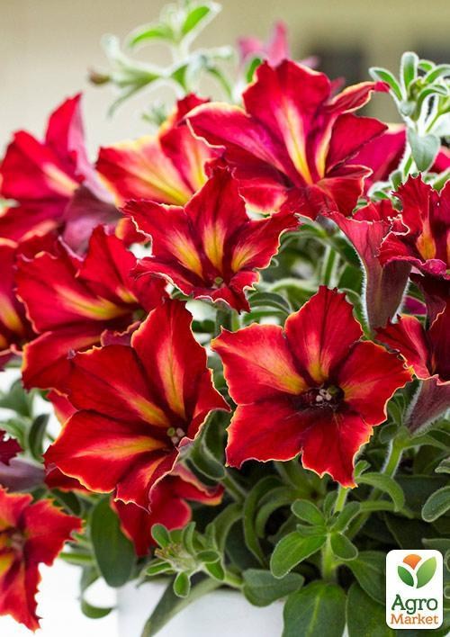 Петунія ампельна Crazytunia "Mandeville" (контейнер №10, висота 10-15см)