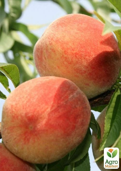 Персик "T-4" (літній срот, ранній термін дозрівання) - фото 2