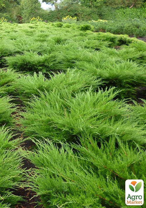 Ялівець середній "Mint Julep" (ком/сітка) діаметр 100-120 см - фото 2