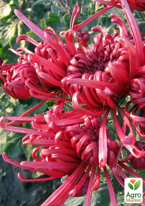 Хризантема срезочная "Шанг" (укорененный черенок высота 5-10 см)