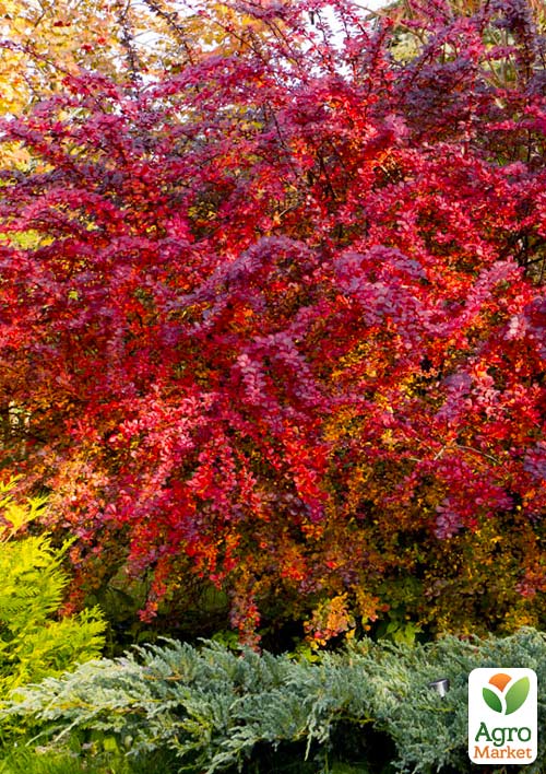 Барбарис Тунберга "Red Carpet" (контейнер P9)