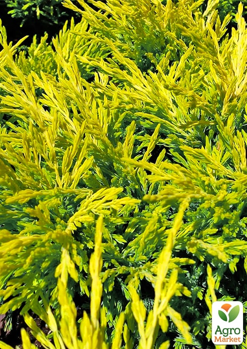 Можжевельник горизонтальный "Limeglow" С3, диаметр 15-20см - фото 5