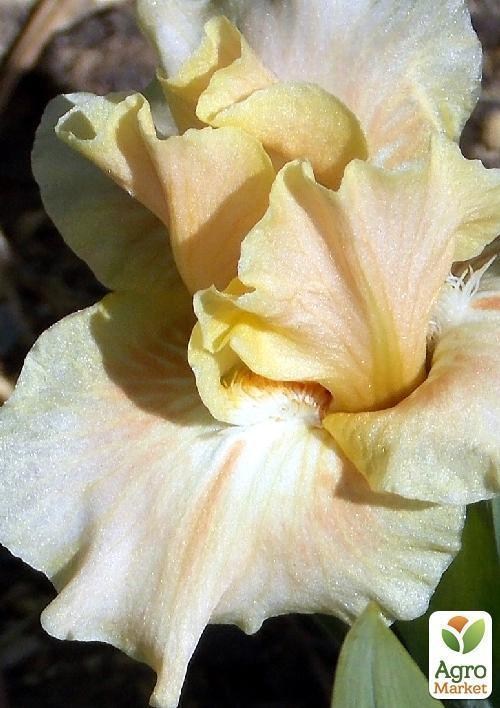 Ирис карликовый "Ballet Lesson" 1шт в упаковке - фото 3